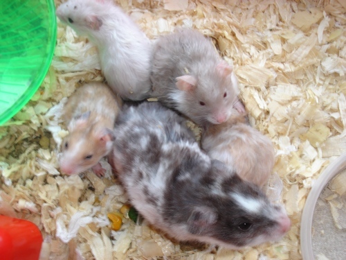 DSC05224-----------------lykke med kuld.jpg