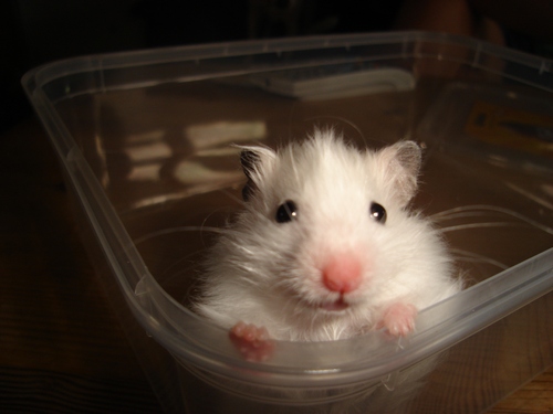 DSC05293-max nuttet.jpg