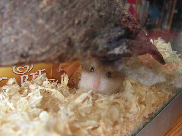 PICT0032.JPG