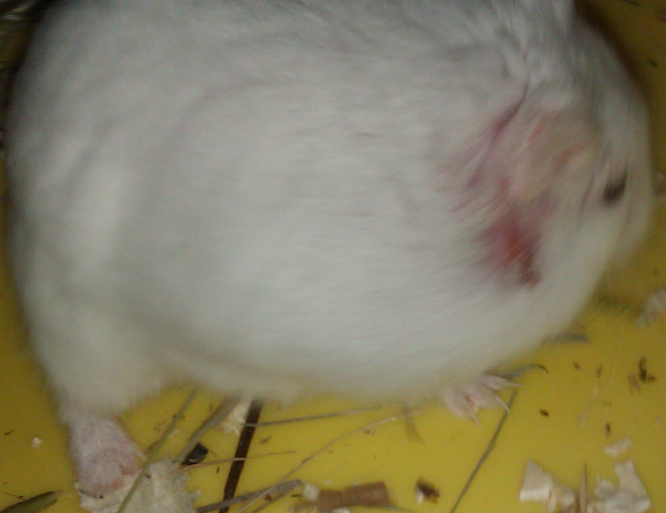 Hugo.jpg