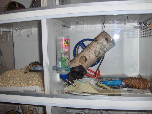 Bella på 2. etage ser gravid ud. spændende.JPG