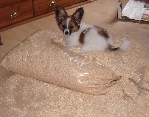 kovu den bandit 500.jpg