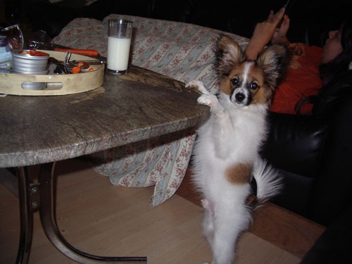 prøver at stjæle ved bordet 500.jpg