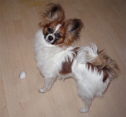 kovus første sne 500.jpg