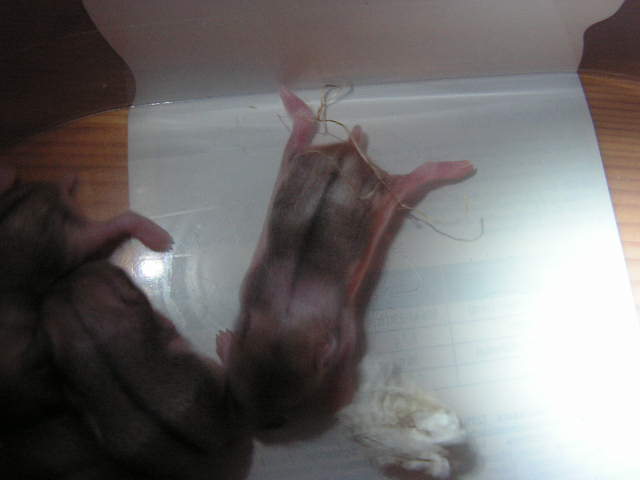 PICT0052.JPG