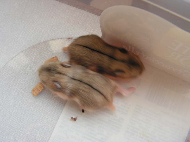 PICT0109.JPG