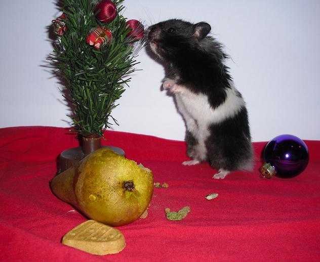 Blomst jul1.jpg