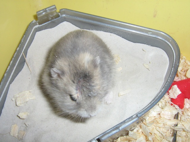 Kopi af dyr mm 087.jpg