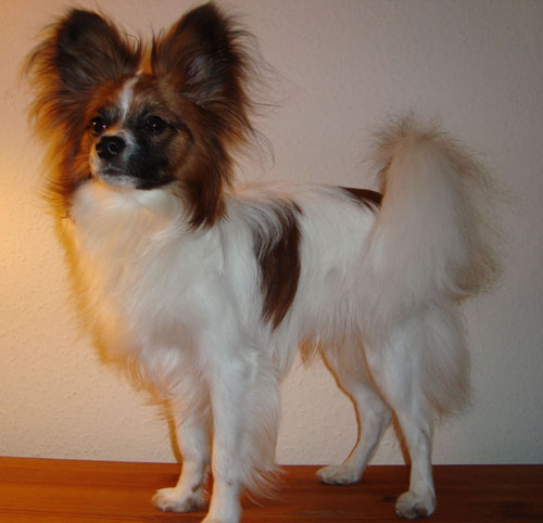 kovu 1 år 22.04.09 - 500.jpg