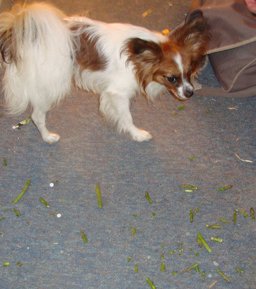 x1 kovu asparges 1500.jpg