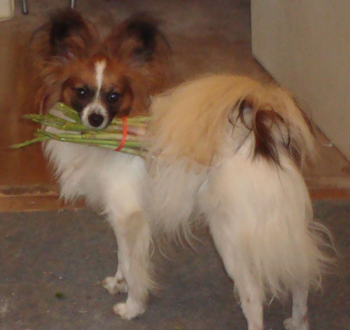 x1 kovu asparges500.jpg