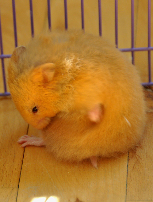 rsz_dsc_0011.jpg