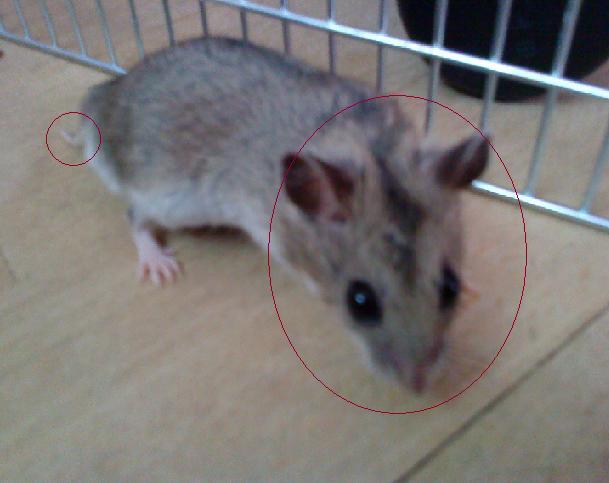 Tjalfe skatten 2.jpg