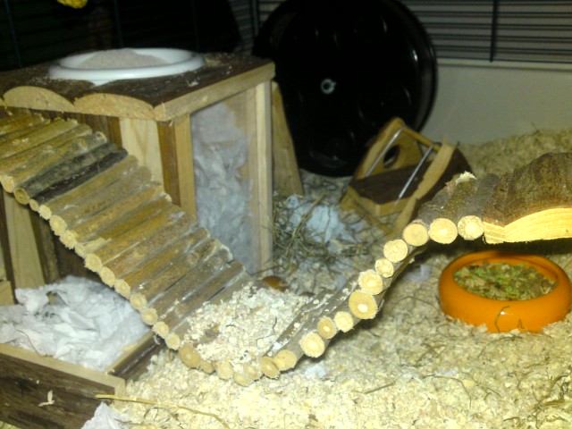 hamster.jpeg