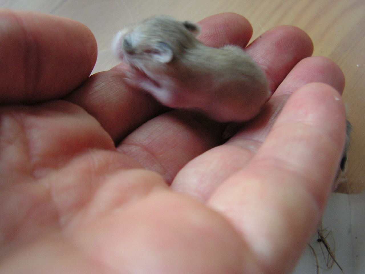 PICT0323.JPG