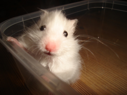 DSC05284-sjov-max.jpg