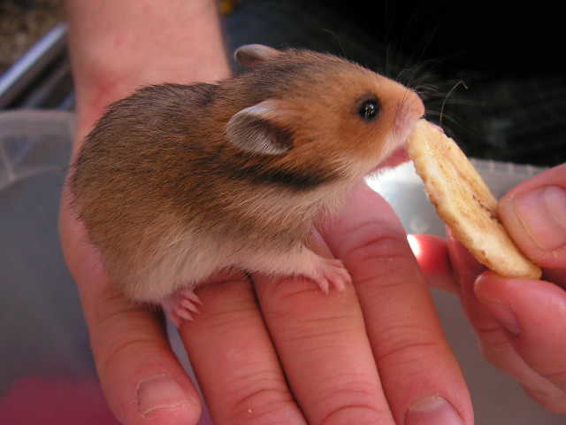 PICT0042.JPG