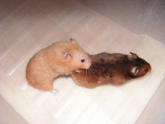 PICT0001.JPG