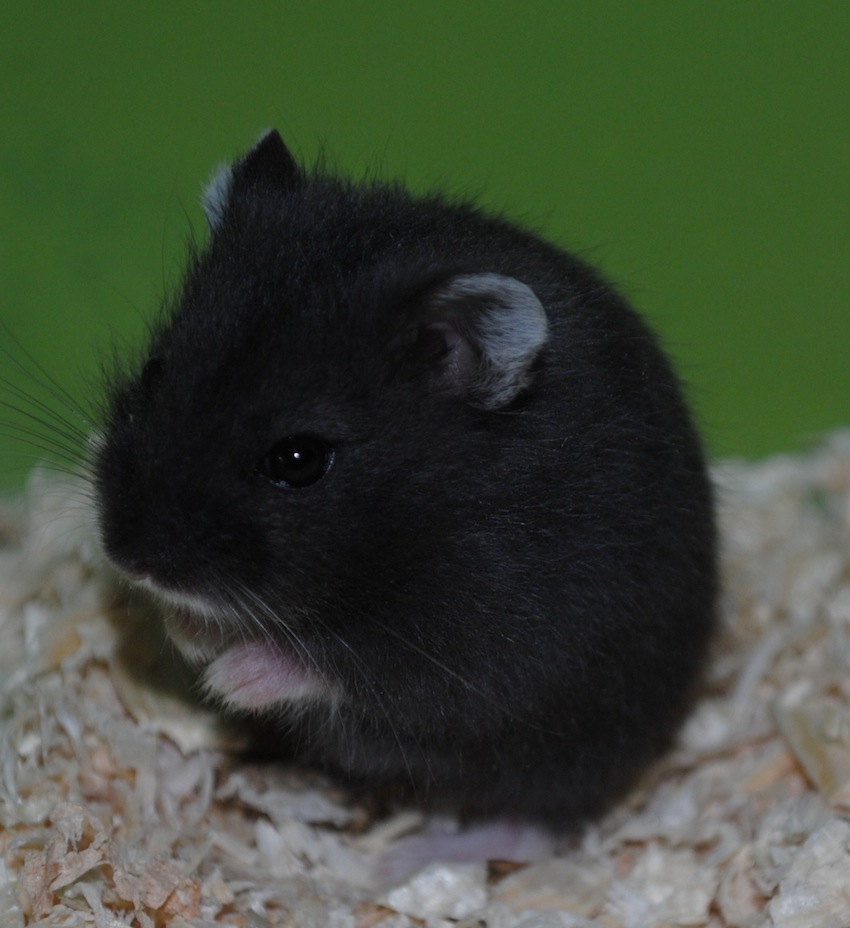 hamster2.jpg