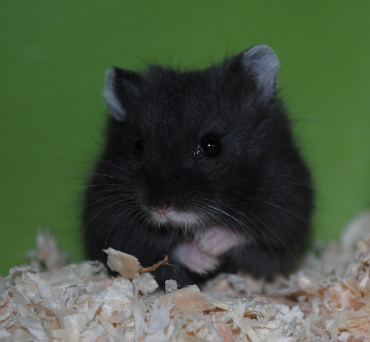 hamster1.jpg