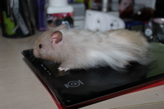 What colour is this hamster 002 (640x427).jpg