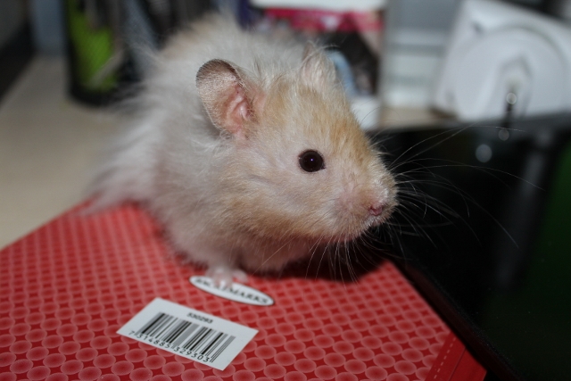 What colour is this hamster 020 (640x427).jpg