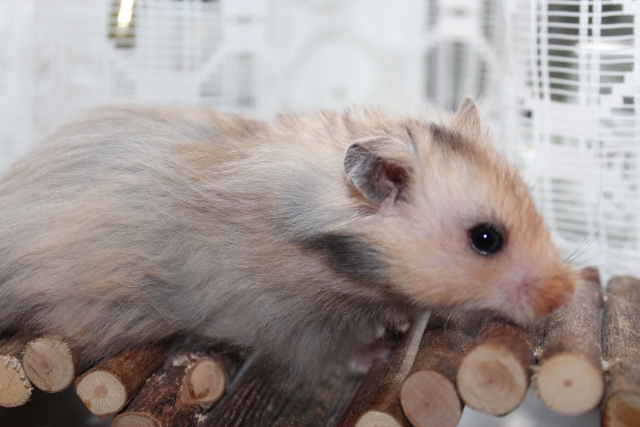 Hamsterheavens Silver Dollar 005 (640x427).jpg