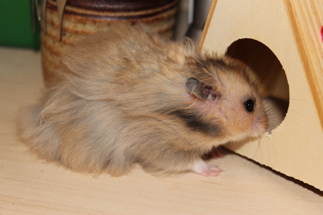 Hamsterheaven Silver Dollar 26.9.2012 006 (640x427).jpg