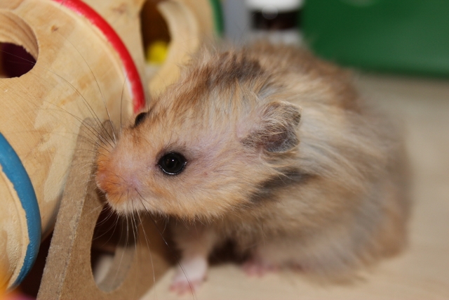 Hamsterheaven Silver Dollar 26.9.2012 005 (640x427).jpg