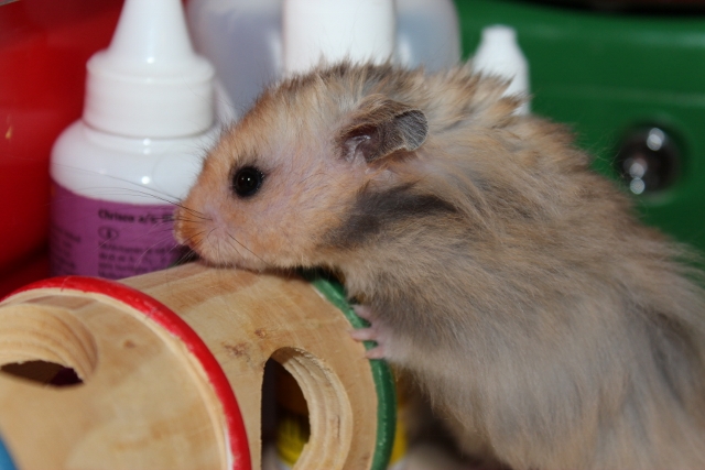 Hamsterheaven Silver Dollar 26.9.2012 004 (640x427).jpg