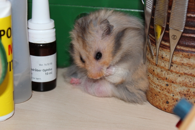 Hamsterheaven Silver Dollar 26.9.2012 002 (640x427).jpg