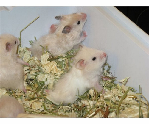 hamsterunger farver (500x417).jpg