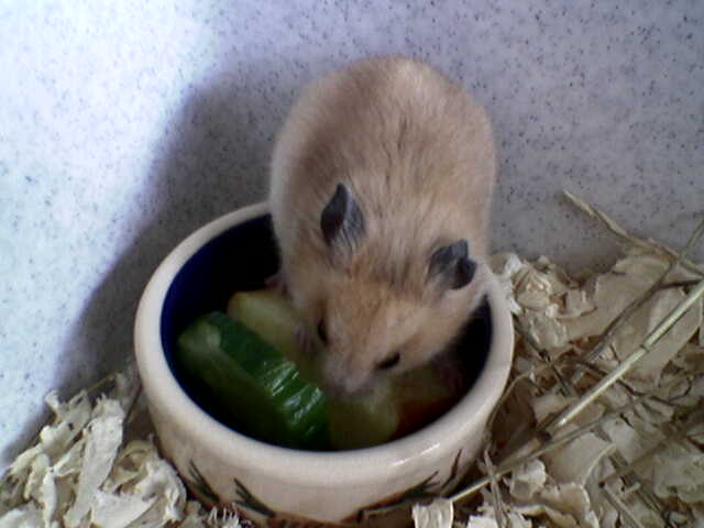 Rufus6.jpg