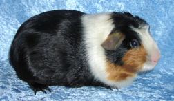 K.Wonder 7 dec.06.jpg