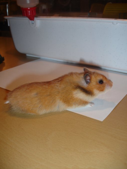 JaneProfil.jpg
