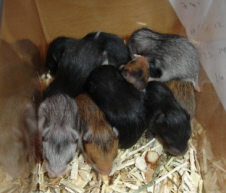 kuld A 13 dage lille..jpg