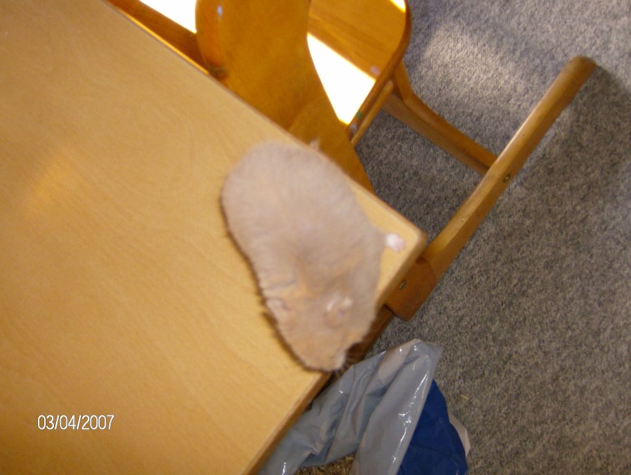 Hpim0212.jpg