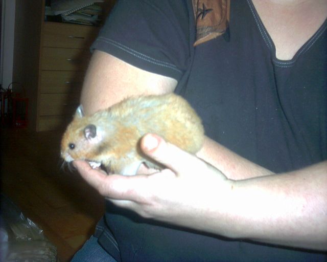 Billede 014.jpg