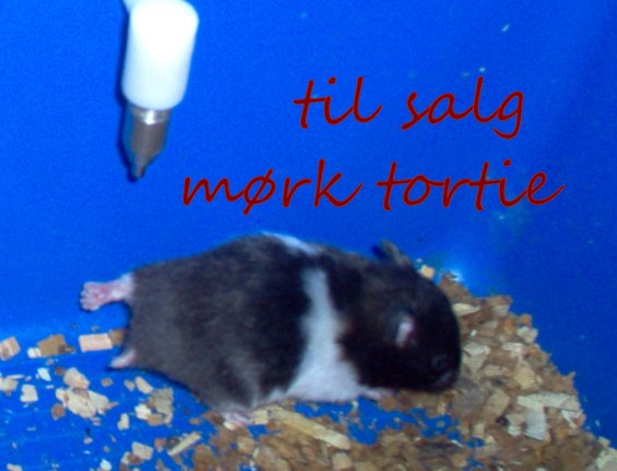 hamster%20058pandora.jpg