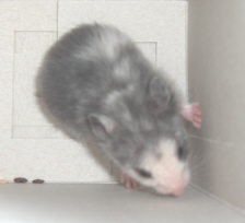 hamstere og amalie 010.jpg