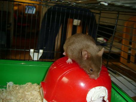 Dyr og planter 017.jpg