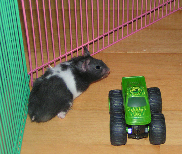 Mikki med bilen he he.jpg