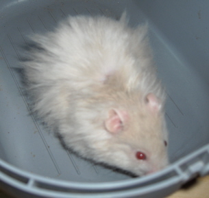 hamstere 11.05.08 001.jpg