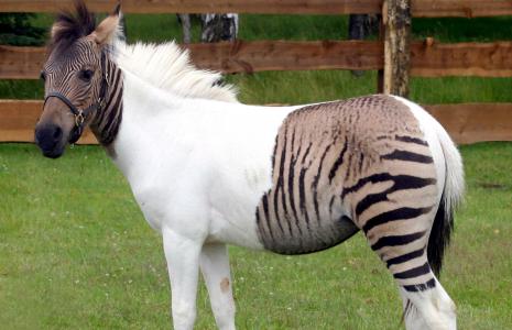 Zorse.jpg