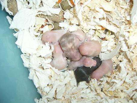 Sonjas 2. kuld 001.jpg