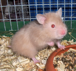 hamsterunger 26.07.08 + renovering 028.jpg