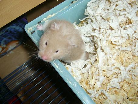 Syrisk Guldhamster 017.jpg