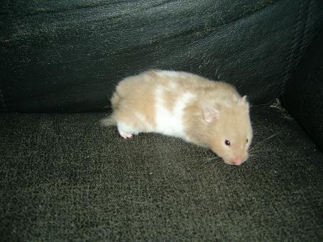 Syrisk Guldhamster 018.jpg