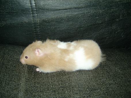 Syrisk Guldhamster 019.jpg
