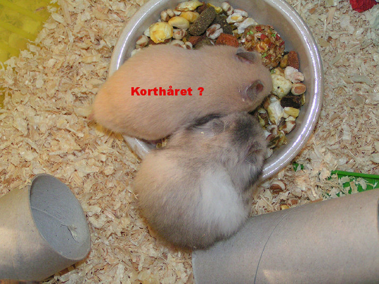 korthåret creme.jpg